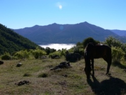 Pferd am Caburgua, auf einer individuelle Reittour im Nationalpark